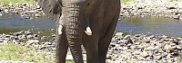  Elefantenbulle